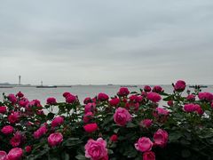 -上海滨江森林公园