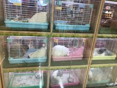 -宠物兔专门店(天丰利市场店)