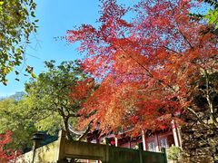 -韬光茶庵