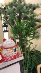 -芳朵美容养生SPA