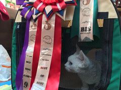 -Bastet sally猫舍购宠(静安店)