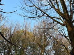 -西湖风景区十里琅珰-五云山