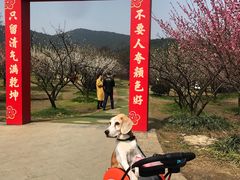 -香雪海