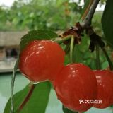 采摘 农家乐 南江花千谷农场