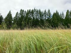 -塞罕坝国家级自然保护区