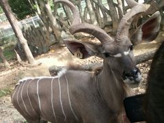 -清迈夜间动物园