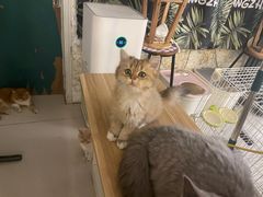 -平行世界·猫咖(首经贸店)