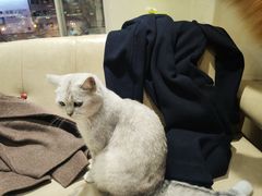 -藏猫猫咖啡主题馆(中央大道店)