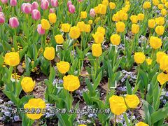 -上海辰山植物园