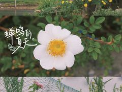 -花岙岛