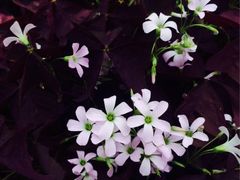 iphone_upload_pic-上海都市菜园
