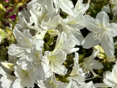 -羊亭河湿地公园