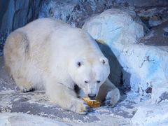 -皇家美孚·蛋糕外送(东部佳世客店)