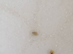 -香江小厨 The Kitchen(香江俱乐部店)