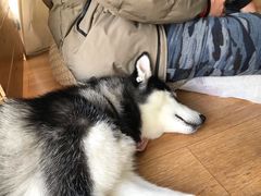 -Husky Go! 哈士奇体验馆·宠物咖啡厅狗咖