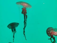 -沈阳海洋探索中心