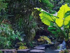-深圳仙湖植物园