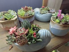 -双季花艺园艺市场(浦东店)