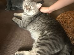-猫猫幼稚园·撸猫·桌游·电玩