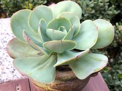 -秦美花卉(天朗·莱茵小城2期店)