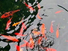 -阳澄湖半岛旅游度假区