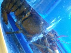 -寂寞的豆芽(龙泽路店)