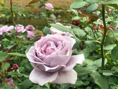 -人民公园(罗湖区)