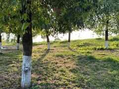 -白鹭湾湿地公园