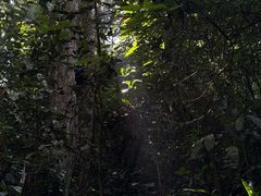 -西双版纳原始森林公园