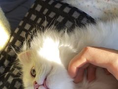 -喵zoo家庭繁育猫舍(尖东智能花园店)