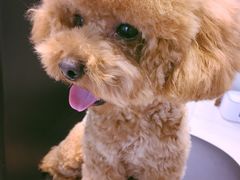 -PETKIT 小佩宠物·低压洗护·美容·寄养(安远店)