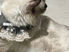 -怪兽屋·羊驼·猫咖·狗咖(俊华广场店)