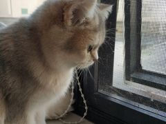 猫咪-喵匠猫主题咖啡(凯德和平广场店)