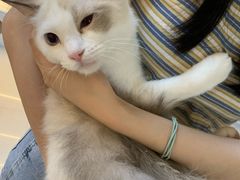 -lincat·猫舍(广州店)