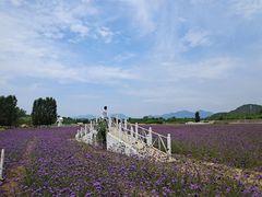 -北京东方普罗旺斯薰衣草庄园