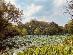 -西溪国家湿地公园