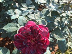 -人民公园(罗湖区)