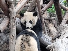景点-成都大熊猫繁育研究基地