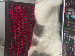 -喵zoo家庭繁育猫舍(尖东智能花园店)