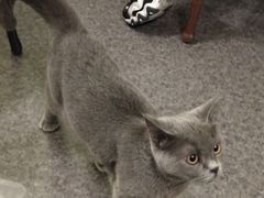 -猫色咖啡·猫咖