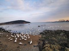 -烟墩角天鹅湖