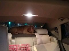 -佳百利宠物(荣乐中路115弄小区店)