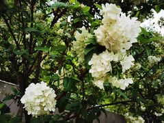 -大龙山(地铁站)