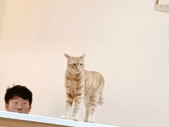 -滚猫咖啡·猫咖·猫友好撸猫(未来城店)