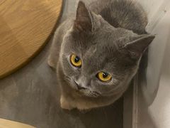 -楼上猫咖(罗湖店)
