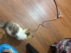 -楼上猫咖(罗湖店)