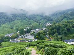-阿巧茶庄
