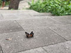 -羚羊峡古栈道森林公园
