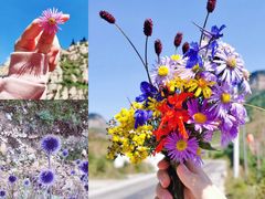 -芦芽山旅游度假区