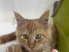 -青奢宠物·青奢猫舍